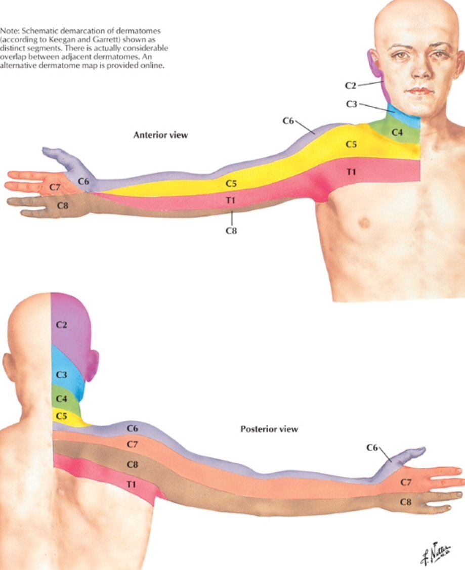 Dermatomes Cervical