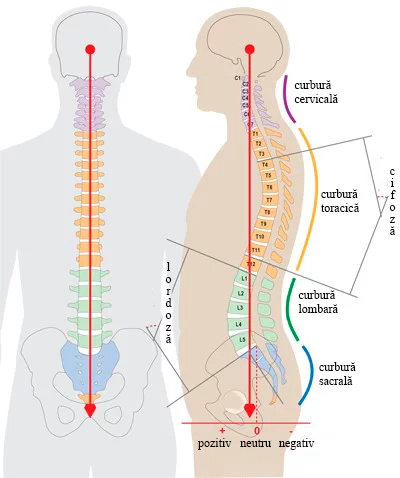 Scolioza - Deformările coloanei vertebrale
