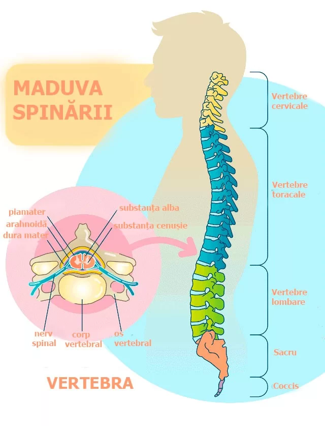 Tumori spinale