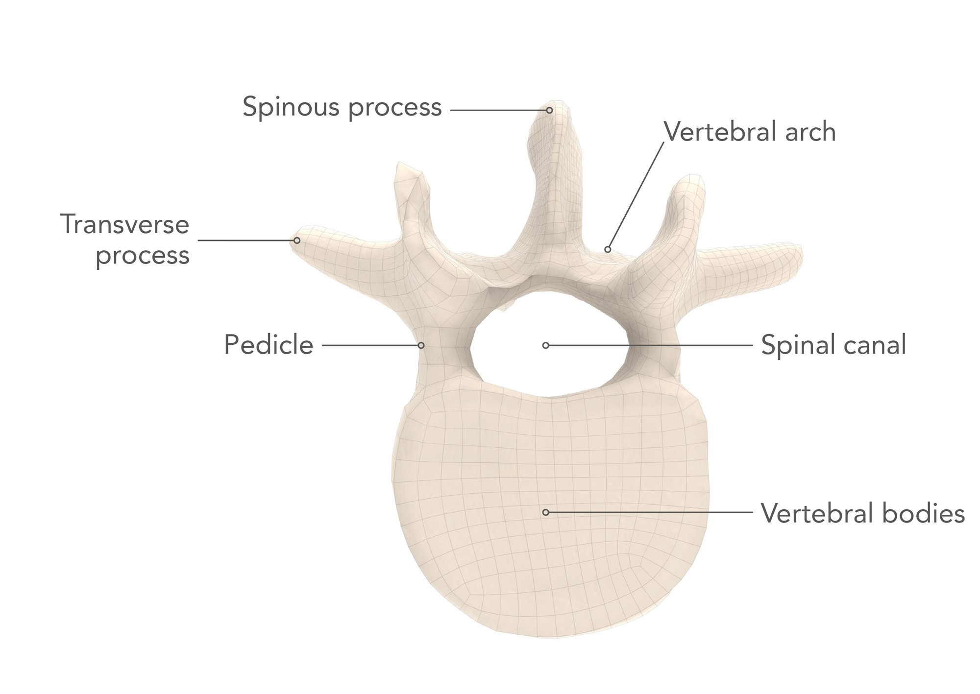 2 vertebro pedicles